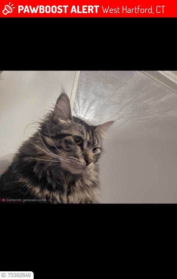 Lost Male Cat last seen Oakwood Ave, Levesque Ave, Boulanger Ave., West Hartford, CT 06110