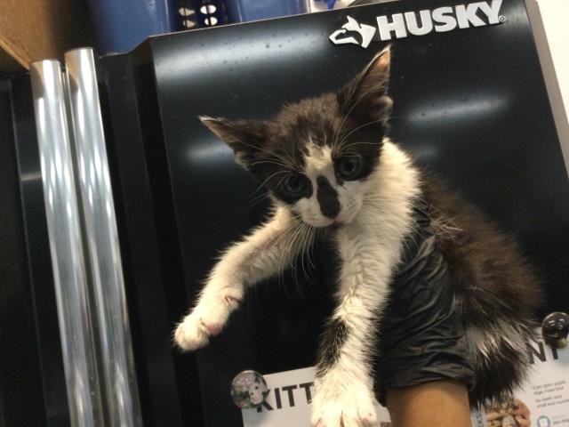 Shelter Stray Female Cat last seen Near BLOCK VERMOUTH DR. COACHELLA CA 92236, 72050 Pet Land Pl, Thousand Palms, CA 92276, USA