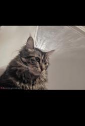Lost Male Cat last seen Oakwood Ave, Levesque Ave, Boulanger Ave., West Hartford, CT 06110