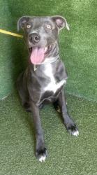 Shelter Stray Male Dog last seen , 11258 Garfield Ave, Downey, CA 90242, USA