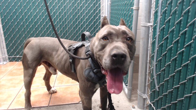 Shelter Stray Male Dog last seen , 11258 Garfield Ave, Downey, CA 90242, USA