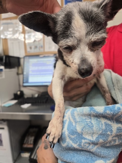Shelter Stray Female Dog last seen Near BLOCK N PARK AVE, 333 Chandler Pl, San Bernardino, CA 92408, USA
