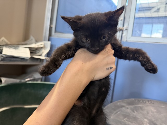 Shelter Stray Male Cat last seen CENTRAL AND PACIFIC, 333 Chandler Pl, San Bernardino, CA 92408, USA