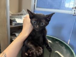 Shelter Stray Male Cat last seen CENTRAL AND PACIFIC, 333 Chandler Pl, San Bernardino, CA 92408, USA
