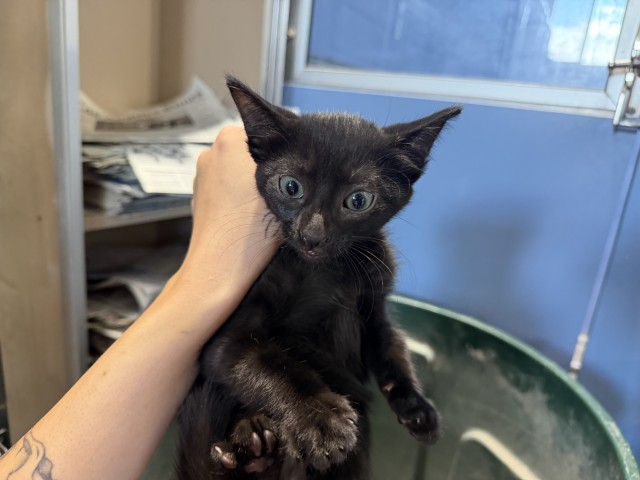 Shelter Stray Male Cat last seen CENTRAL AND PACIFIC, 333 Chandler Pl, San Bernardino, CA 92408, USA