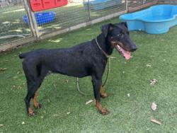 Shelter Stray Female Dog last seen , 14409 Vanowen St, Van Nuys, CA 91405, USA