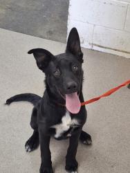 Shelter Stray Male Dog last seen SPRUCE AND, 333 Chandler Pl, San Bernardino, CA 92408, USA