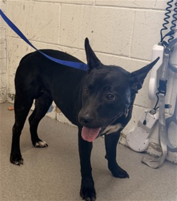 Shelter Stray Female Dog last seen GREENBRIER LN X MOUNT VERNON AVE, 333 Chandler Pl, San Bernardino, CA 92408, USA