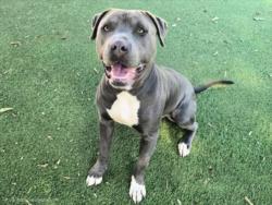 Shelter Stray Male Dog last seen , 14409 Vanowen St, Van Nuys, CA 91405, USA