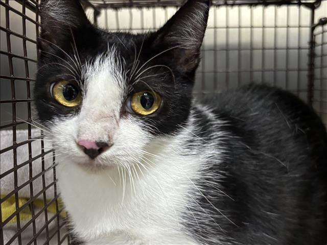 Shelter Stray Female Cat last seen , 957 N Gaffey St, San Pedro, CA 90731, USA