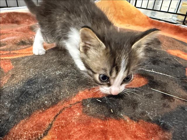 Shelter Stray Unknown Cat last seen , 14409 Vanowen St, Van Nuys, CA 91405, USA