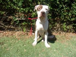 Shelter Stray Male Dog last seen , 14409 Vanowen St, Van Nuys, CA 91405, USA
