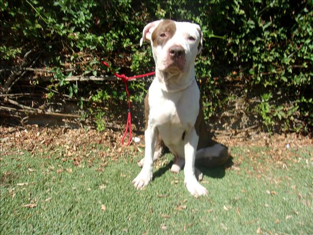 Shelter Stray Male Dog last seen , 14409 Vanowen St, Van Nuys, CA 91405, USA