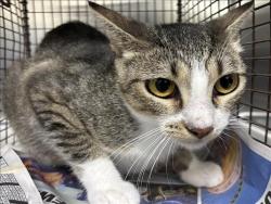 Shelter Stray Female Cat last seen , 957 N Gaffey St, San Pedro, CA 90731, USA