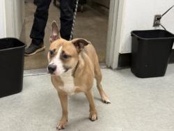 Shelter Stray Female Dog last seen , 14409 Vanowen St, Van Nuys, CA 91405, USA