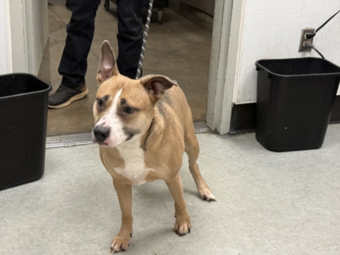 Shelter Stray Female Dog last seen , 14409 Vanowen St, Van Nuys, CA 91405, USA