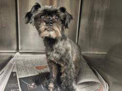 Shelter Stray Female Dog last seen , 14409 Vanowen St, Van Nuys, CA 91405, USA
