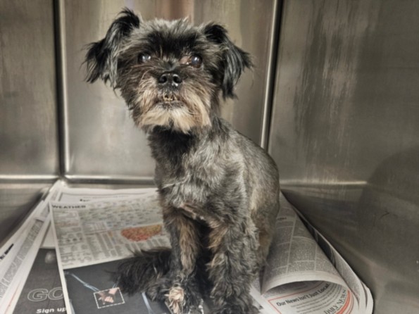 Shelter Stray Female Dog last seen , 14409 Vanowen St, Van Nuys, CA 91405, USA