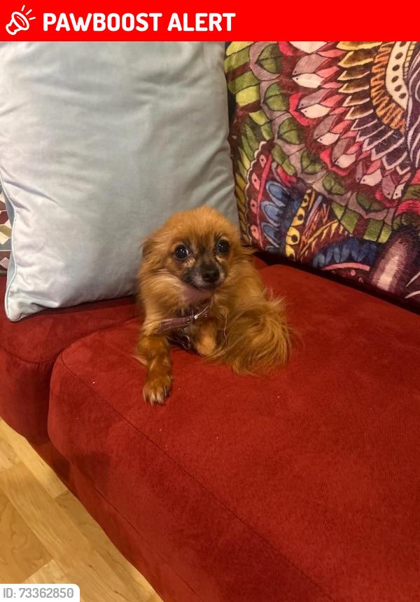 Lost Female Dog last seen Milliken and Victoria park, Rancho Cucamonga, CA 91701