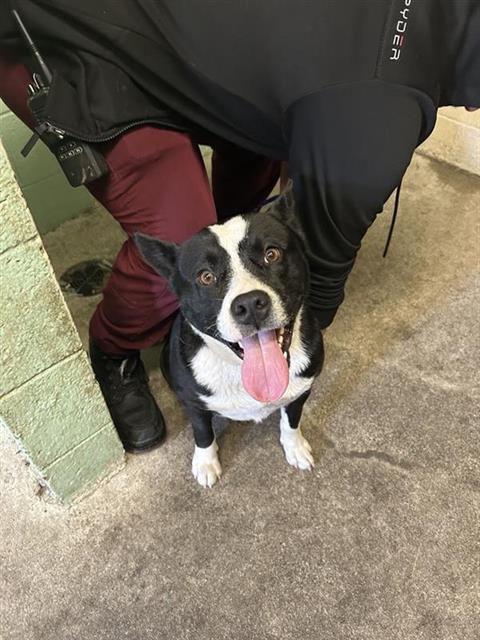 Shelter Stray Male Dog last seen MARYSVILLE BLVD & ERMINA DR, 2127 Front St, Sacramento, CA 95818, USA