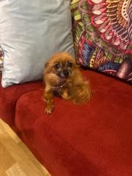 Lost Female Dog last seen Milliken and Victoria park, Rancho Cucamonga, CA 91701