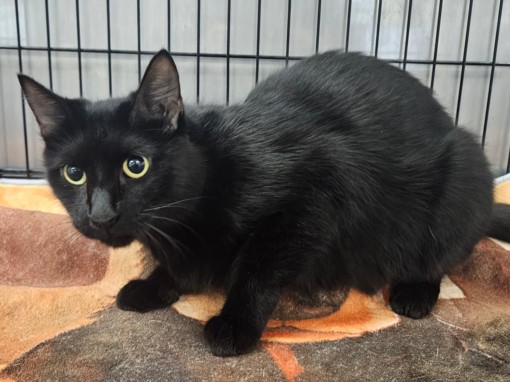 Shelter Stray Female Cat last seen , 14409 Vanowen St, Van Nuys, CA 91405, USA
