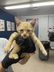 Shelter Stray Female Cat last seen W DIXON BLVD, 1601 Airport Rd, Shelby, NC 28150, USA