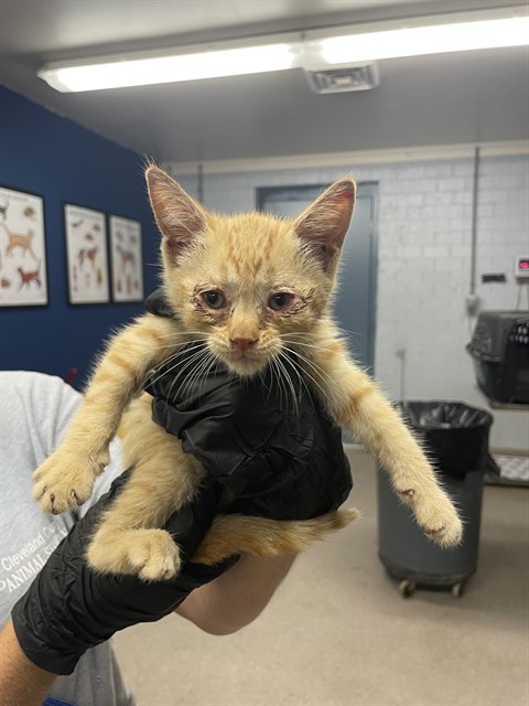 Shelter Stray Female Cat last seen W DIXON BLVD, 1601 Airport Rd, Shelby, NC 28150, USA