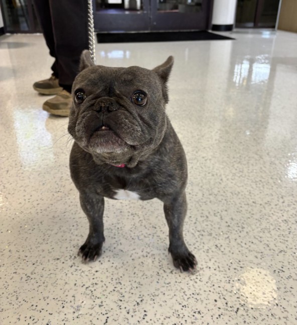 Shelter Stray Female Dog last seen , 14409 Vanowen St, Van Nuys, CA 91405, USA