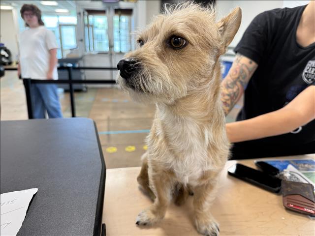 Shelter Stray Male Dog last seen , 14409 Vanowen St, Van Nuys, CA 91405, USA