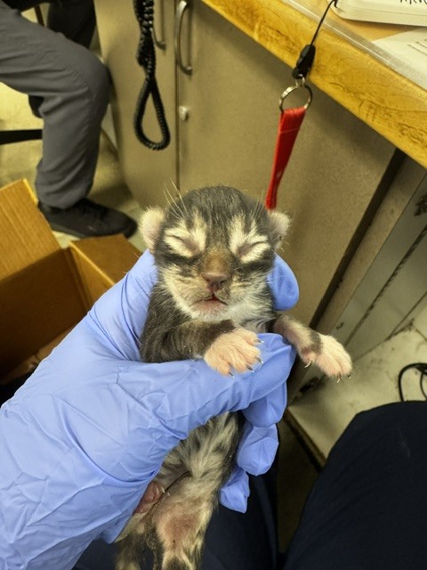 Shelter Stray Male Cat last seen , 14409 Vanowen St, Van Nuys, CA 91405, USA