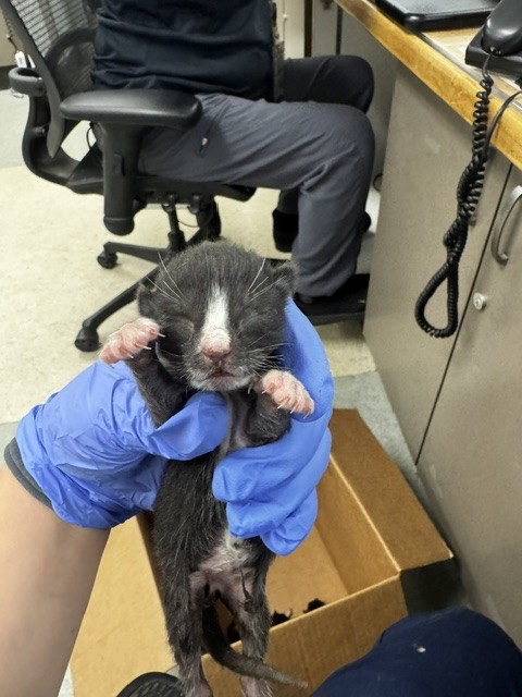 Shelter Stray Male Cat last seen , 14409 Vanowen St, Van Nuys, CA 91405, USA