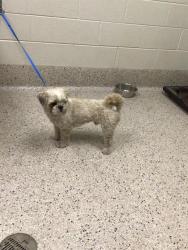 Shelter Stray Male Dog last seen E 80TH & PONTIAC, 12155 Park Blvd, Brighton, CO 80601, USA