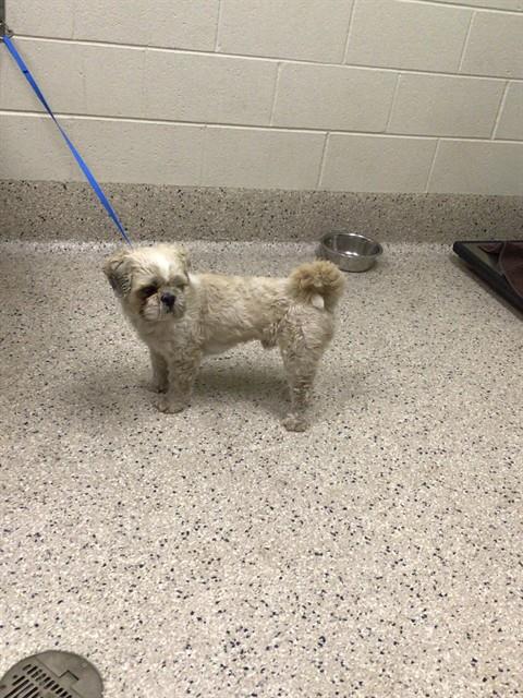 Shelter Stray Male Dog last seen E 80TH & PONTIAC, 12155 Park Blvd, Brighton, CO 80601, USA