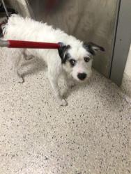 Shelter Stray Male Dog last seen FRANKLIN ST & E 64TH AVE, 12155 Park Blvd, Brighton, CO 80601, USA