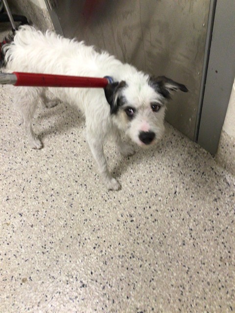 Shelter Stray Male Dog last seen FRANKLIN ST & E 64TH AVE, 12155 Park Blvd, Brighton, CO 80601, USA