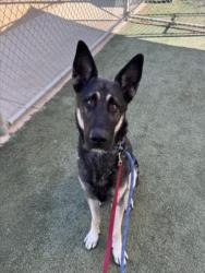 Shelter Stray Male Dog last seen , West Valley Animal Shelter, 20655 Plummer St, Chatsworth, CA 91311, USA