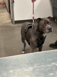 Shelter Stray Male Dog last seen , West Valley Animal Shelter, 20655 Plummer St, Chatsworth, CA 91311, USA
