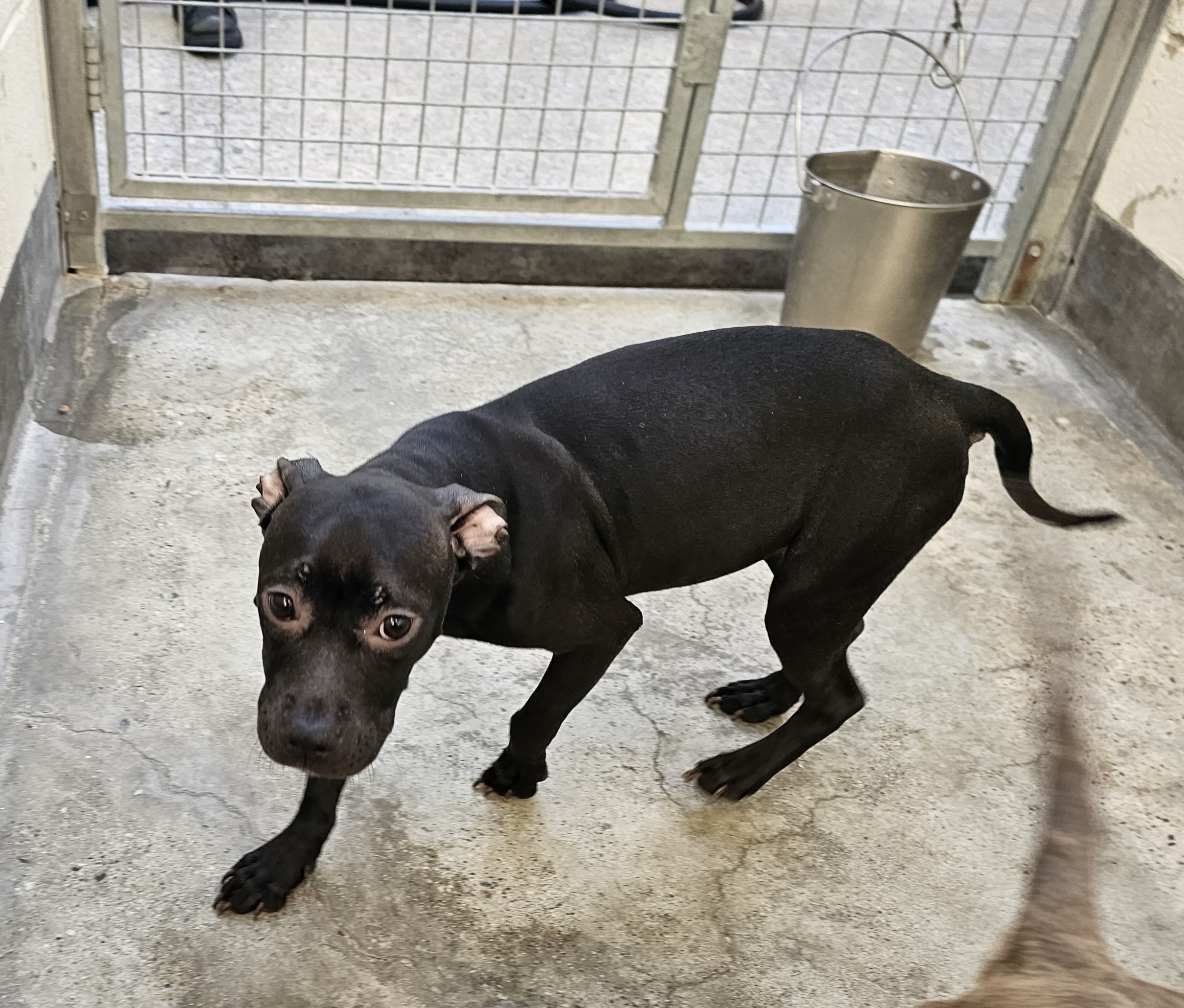 Shelter Stray Female Dog last seen , 3201 Lacy St, Los Angeles, CA 90031, USA