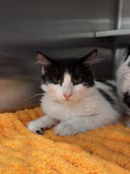 Shelter Stray Female Cat last seen , West Valley Animal Shelter, 20655 Plummer St, Chatsworth, CA 91311, USA