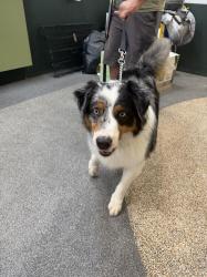 Shelter Stray Male Dog last seen , 3201 Lacy St, Los Angeles, CA 90031, USA