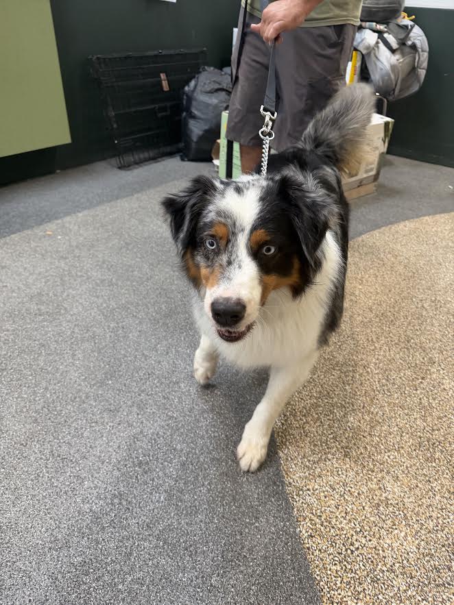 Shelter Stray Male Dog last seen , 3201 Lacy St, Los Angeles, CA 90031, USA