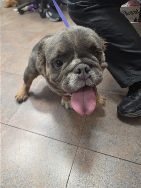 Shelter Stray Female Dog last seen , West Valley Animal Shelter, 20655 Plummer St, Chatsworth, CA 91311, USA