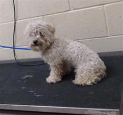 Shelter Stray Male Dog last seen 80TH AND ZUNI, 1241 W Bayaud Ave, Denver, CO 80223, USA