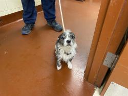 Shelter Stray Female Dog last seen Near BLOCK N 70TH ST, 3839 W Burnham St, West Milwaukee, WI 53215, USA