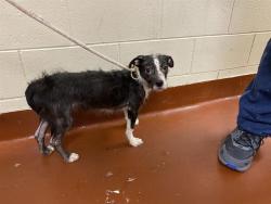 Shelter Stray Male Dog last seen Near BLOCK N 70TH ST, 3839 W Burnham St, West Milwaukee, WI 53215, USA