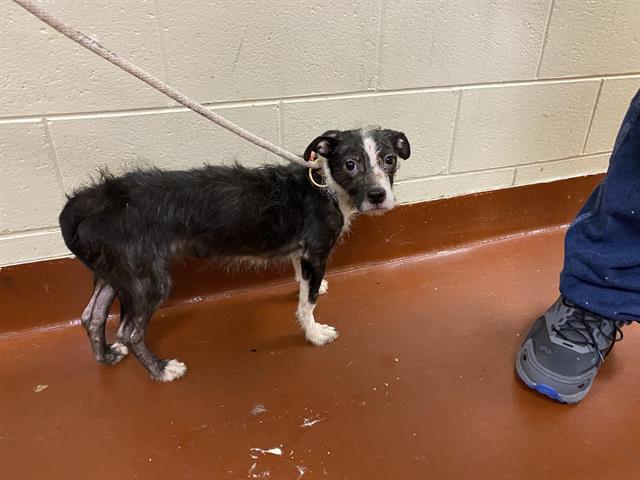 Shelter Stray Male Dog last seen Near BLOCK N 70TH ST, 3839 W Burnham St, West Milwaukee, WI 53215, USA