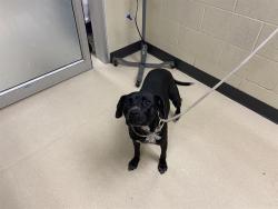 Shelter Stray Female Dog last seen Near BLOCK W HAMPTON AVE, 3839 W Burnham St, West Milwaukee, WI 53215, USA