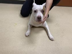 Shelter Stray Female Dog last seen Near BLOCK W GREEN TREE RD, 3839 W Burnham St, West Milwaukee, WI 53215, USA