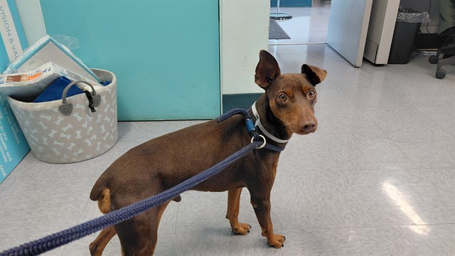 Shelter Stray Male Dog last seen , 4275 Elton St, Baldwin Park, CA 91706, USA